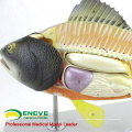 A30(12011) Zoology 5 parts Anatomy of Typical Bony Fish 12011